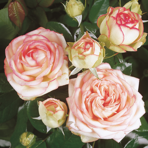Alb - roz - trandafiri miniatur - pitici